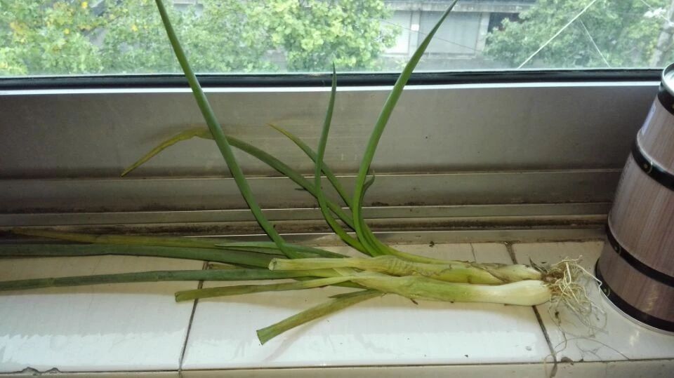 芹菜面膜已經申請專利，大蔥面膜還會遠嗎？