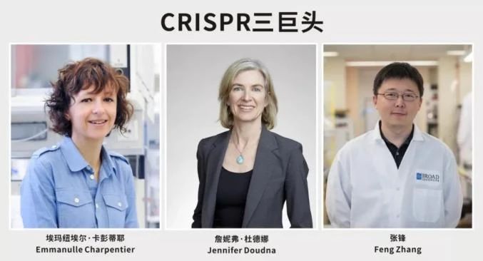 張鋒贏得專利、憾失諾獎，細數(shù)CRISPR基因編輯三巨頭之間的愛恨情仇