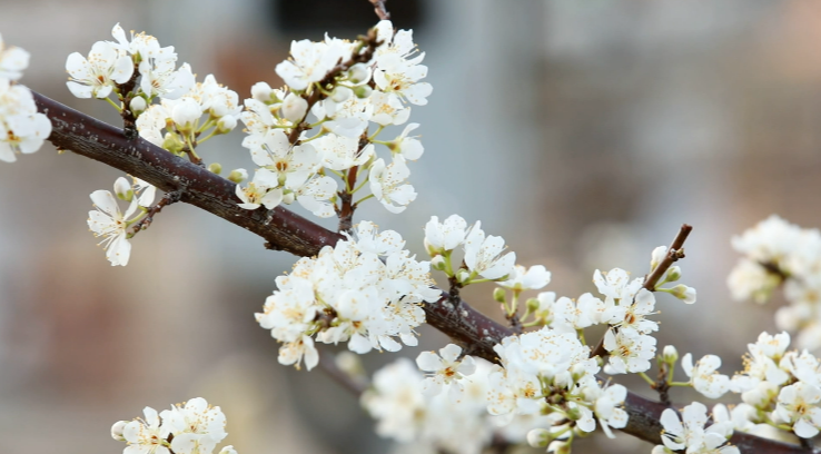 節(jié)日IP記 | 雨水：雨落 花開(kāi)！