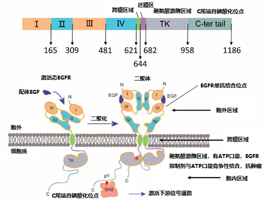 價(jià)值140億元的化合物專利規(guī)避，阿斯利康哭了（研發(fā)和IP必讀，專利規(guī)避這一篇就夠了）