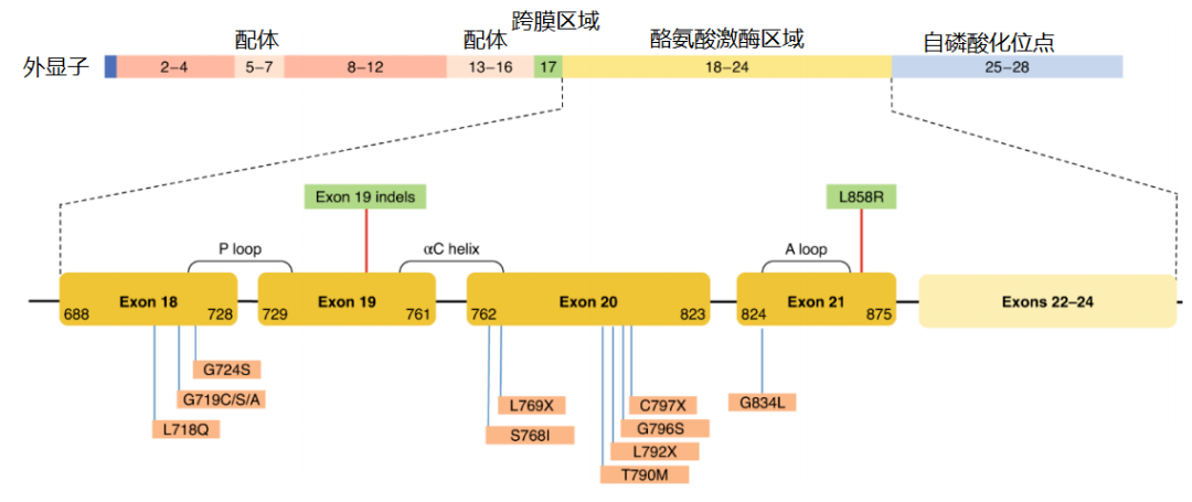 價(jià)值140億元的化合物專利規(guī)避，阿斯利康哭了（研發(fā)和IP必讀，專利規(guī)避這一篇就夠了）